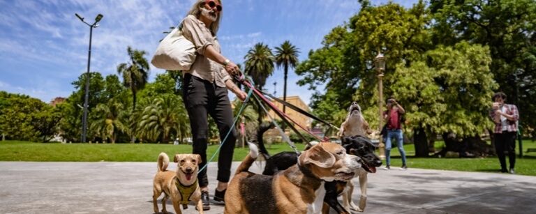 A dog walker is walking four dogs in a park 

