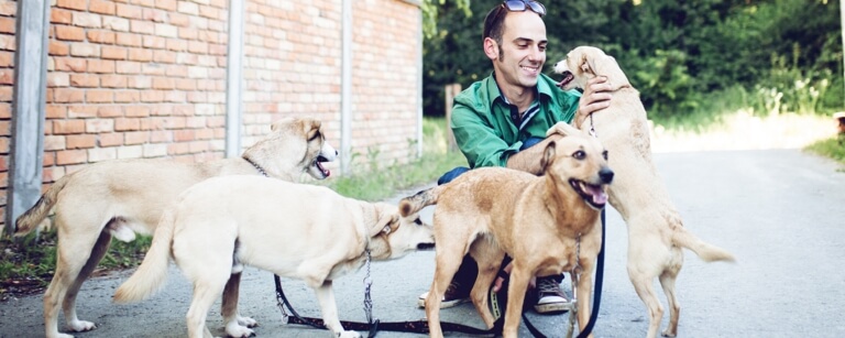 A dog walker is taking four dogs on a trail 

