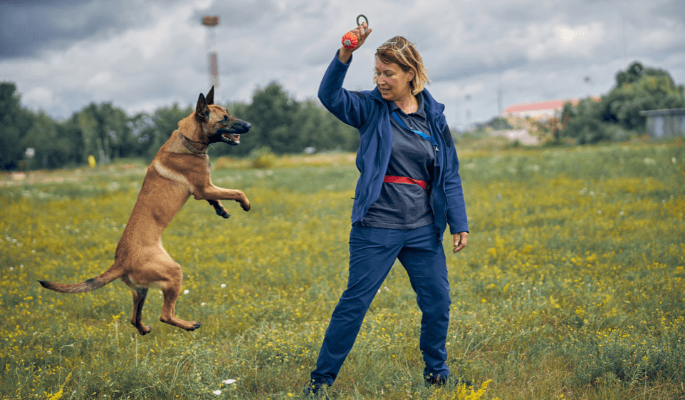 A dog trainer plays catch with a canine client.