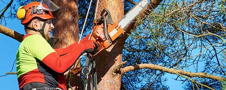 A tree cutter using a chainsaw on a branch