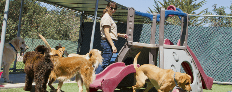 Dog daycare worker with dogs