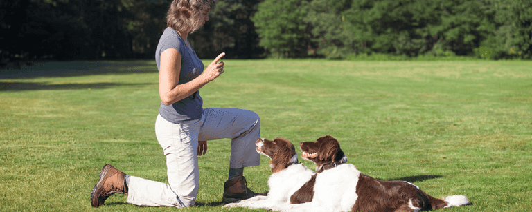 Trainer signaling two dogs to lie down