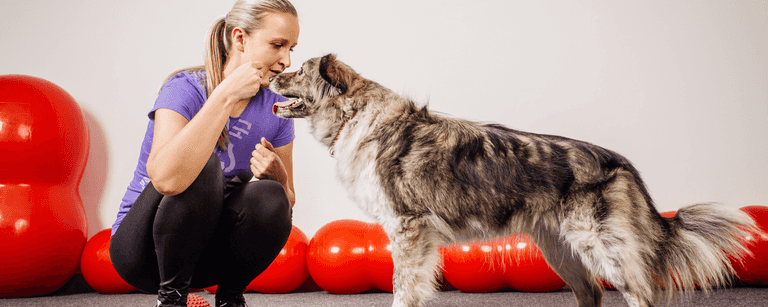Trainer rewarding a dog