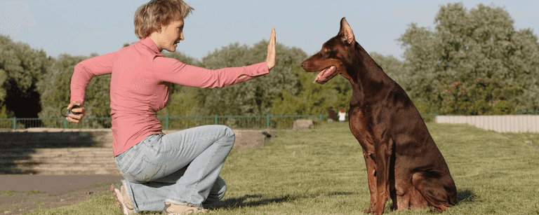 Trainer getting dog to sit and stay